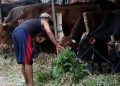 Imbauan Pemprov DKI untuk Warga Tidak Buang Limbah Qurban ke Saluran Got