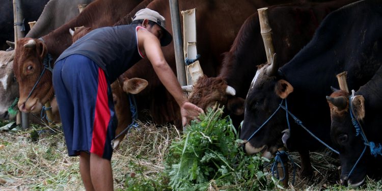 Imbauan Pemprov DKI untuk Warga Tidak Buang Limbah Qurban ke Saluran Got