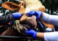 Cegah Wabah, DKI Uji Antraks pada Hewan Kurban di Kebon Jeruk