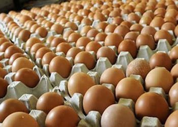 Harga Bawang Merah mencapai Rp37.609 per kg dan Telur Ayam Rp29.093 per kg menurut Bapanas