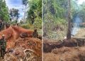 Bentrokan Antara Pasukan Thailand dan Kamboja Mengakibatkan Tewasnya Satu Prajurit Kamboja