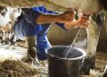 Pemerintah Impor 200 Ribu Sapi Perah untuk Meningkatkan Konsumsi Susu Nasional