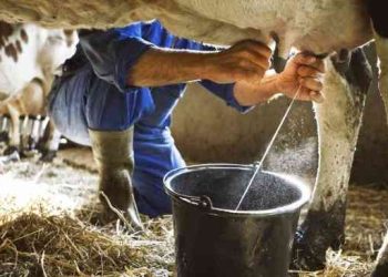 Pemerintah Impor 200 Ribu Sapi Perah untuk Meningkatkan Konsumsi Susu Nasional