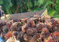 DPR Dorong Peningkatan Produktivitas Sawit Dalam Negeri