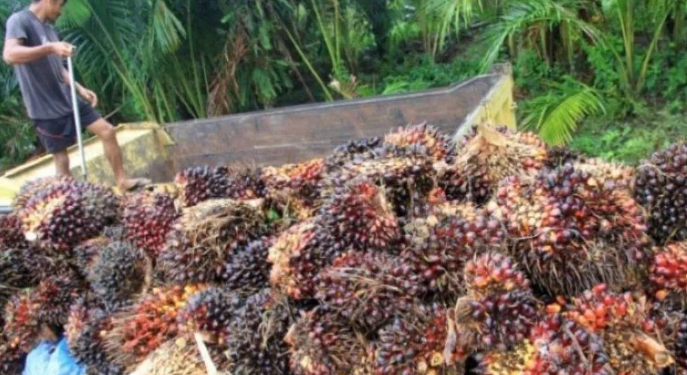 DPR Dorong Peningkatan Produktivitas Sawit Dalam Negeri