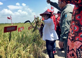 DPR Mendorong Prabowo Siapkan Peta Jalan Kedaulatan Pangan yang Jelas
