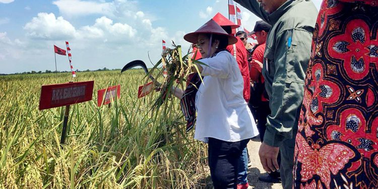DPR Mendorong Prabowo Siapkan Peta Jalan Kedaulatan Pangan yang Jelas