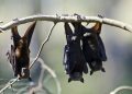 Pria Australia Meninggal Dunia Usai Digigit Kelelawar Pembawa Virus Rabies Langka