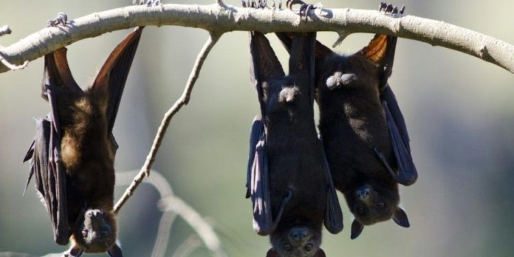 Pria Australia Meninggal Dunia Usai Digigit Kelelawar Pembawa Virus Rabies Langka