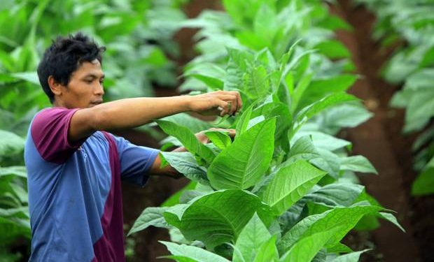 Kontribusi PKJS-UI di WCTC 2025: Tantangan Tembakau dan Pengendaliannya di Indonesia