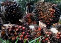 Usulan Ombudsman untuk Membentuk Badan Sawit Nasional
