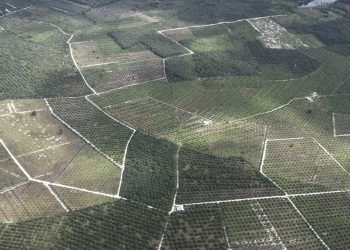 Hutan Menangis dan Optimisme Negara