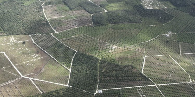 Hutan Menangis dan Optimisme Negara