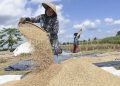 Siapkan Skema Libatkan Karang Taruna untuk Kawal Penyerapan Gabah Petani