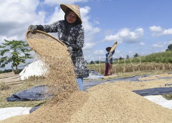 Siapkan Skema Libatkan Karang Taruna untuk Kawal Penyerapan Gabah Petani