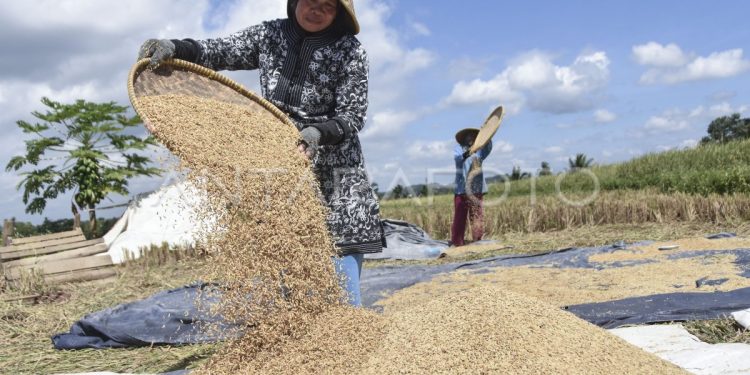 Siapkan Skema Libatkan Karang Taruna untuk Kawal Penyerapan Gabah Petani