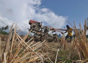 Pemerintah Siapkan KUR Pertanian Rp300 Triliun untuk Tahun 2026 Menurut Airlangga